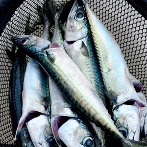 Pescado Atún del Pacífico Congelado al por Mayor, Procedente de Aguas del Pacífico, con Procesamiento IQF y Empaque en Cartón de Grado Exportación - Product Image 1