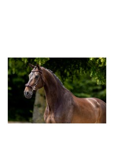 Bridon pour cheval en cuir véritable, artisanal et durable, avec rênes, pour l'équitation de trail et de course, offrant un ajustement confortable. - Product Image 3