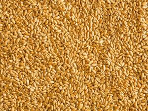 Blé de qualité supérieure pour la consommation humaine et l'alimentation animale, blé en vrac pour la fabrication de farine, approvisionnement en blé indien - Product Image 1