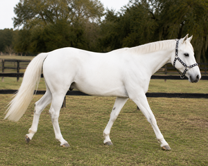 Cabestro de Nailon para Caballo con Puntos Blancos y Negros, Diseño Acolchado para Uso Ecuestre - Product Image 4