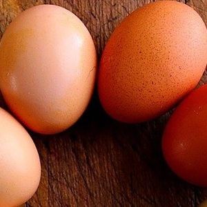Suministro Agrícola de Huevos de Gallina Fertilizados - Product Image 1