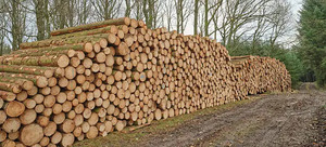 Sciure de bois séchée, déchets agricoles pour l'alimentation animale et l'usage agricole - Product Image 5