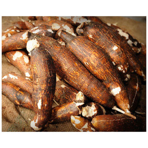 <span class=keywords><strong>Radici</strong></span> Fresche di Cassava / Tapioca / Manioc / <span class=keywords><strong>Yucca</strong></span> / Casabe - Product Image 2