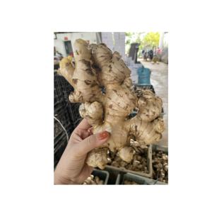 Raíz fibrosa entera de jengibre fresco utilizada en salsas y mezclas de condimentos cultivadas naturalmente en Vietnam - Product Image 5