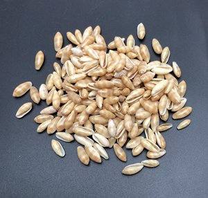 Petite coquille marine pour la création de bijoux artisanaux, coquille naturelle, prix direct d'un fournisseur vietnamien. - Product Image 5