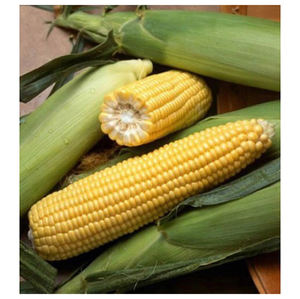 Proveedor de Maíz Amarillo Natural a Granel, Maíz No Modificado Genéticamente de Grado Premium para la Industria Alimentaria y Ganadera - Product Image 5