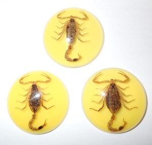 Escorpión Dorado, Espécimen Real, Cabujón de Plástico Redondo de 35x35 mm, Base Plana Amarilla para Manualidades y Joyería - Product Image 1