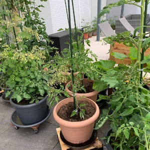 Tuteurs tubulaires métalliques plastifiés pour plantes et cannes de jardin pour tomates - Product Image 2