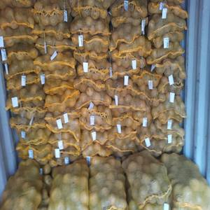 Coco maduro vietnamita totalmente descascarillado, de calidad de exportación, con pulpa blanca espesa y alto contenido de aceite para procesamiento alimentario - Product Image 2