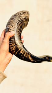 Shofar en corne de bélier polie - Corne écologique traditionnelle de forme naturelle, son résonant pour les cérémonies religieuses et la décoration intérieure - Product Image 2