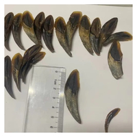 Coquilles d'opercules naturelles de qualité supérieure pour des produits décoratifs durables et des marchés d'artisanat