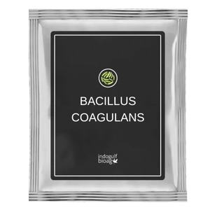 Bacterias Lácticas Probióticas Bacillus Coagulans de la Marca IGC de Maharashtra - Product Image 1