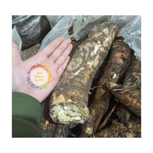 Manioc IQF Congelé Premium Entier Épluché en Vrac Sous Vide pour l'Agriculture et la Vente en Gros - Product Image 2