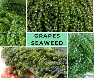 PROVEEDOR DE UVAS DE MAR DE VIETNAM | FRESCO Y PASTA CAULERPA LENTILLIFERA | EXPORTACIÓN A GRANEL DISPONIBLE - Product Image 4