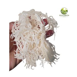 Mousse de mer sauvage premium, mousse d'Irlande séchée, algues naturelles biologiques, fournisseur en gros pour l'alimentation, les boissons, les gels et les cosmétiques - Product Image 2