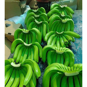 Bananes vertes Cavendish de qualité supérieure, fraîches et non mûres, pour la production de chips frites et l'utilisation dans l'industrie alimentaire - Product Image 1