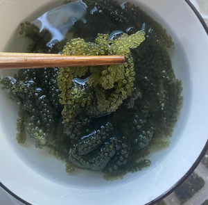 Premium Sea Grape <b>Seaweed</b> Material Used for Food Decoration and Specialty Cuisine, Stable Supply From Vietnam - Product Image 2
