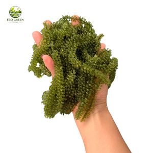 Algues Marines Déshydratées de Haute Qualité, Caviar Vert, Prix Usine Abordable, Algues Salées en Gros, Umibudo Frais, Collation Saine du Vietnam - Product Image 3
