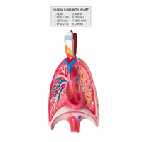 Modèle anatomique du cœur et des poumons humains MAYALAB en métal, pour l'enseignement médical, système respiratoire, formation en laboratoire de biologie, coloré