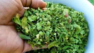 Polvo de Hoja de Moringa Orgánica en Oferta, Superalimento, Grado de Té, 100% Natural, Sin Aditivos, Venta al Por Mayor, Tamil Nadu Mesh - Product Image 3