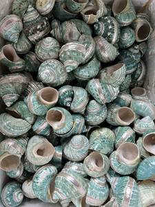 เปลือกหอยเทอร์โบสีเบอร์เบิร์กสุดหรูงานฝีมือจากธรรมชาติเทคนิคการขัดเงาของเวียดนามงานฝีมือตกแต่งสไตล์สัตว์ - Product Image 6