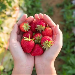 Fresas Congeladas de Origen Vietnamita, Alta Calidad para Exportación - Product Image 1