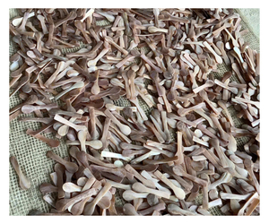 Cuillère de dégustation en nacre de qualité supérieure, fabriquée à la main, écologique, en coquillage marin - Product Image 1
