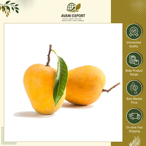 Vente exclusive de mangues Alphonso de qualité supérieure, au goût délicieux, fraîches et naturelles, de qualité A, jaunes et pures, pour les acheteurs en gros - Product Image 6