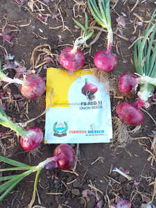 FB-RED 11 |   Graines d'oignons commerciales en vrac | |   Exportateur de semences du Gujarat, Inde - Product Image 1