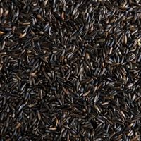 Graines de Niger à haute teneur en huile, naturelles et nettoyées, pour l'approvisionnement en ingrédients nutritionnels, avec une pureté excellente et un arôme riche