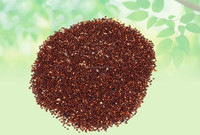 Extrait d'herbes séchées Ocimum Sanctum, graines de basilic et de tulsi, pureté 99%, qualité A+, emballage sous vide en fût