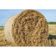 ที่ให้อาหารสัตว์คุณภาพสูง-ข้าวสาลีฟางแห้งจากแสงแดดธรรมชาติแหล่งไฟเบอร์โปรตีนที่ดีที่สุดสำหรับวัวม้าอูฐแกะ - Product Image 5