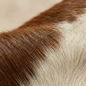 Bolso Tote de Cuero Genuino con Pelo, Color Sólido, con Cremallera, Calidad de Exportación, Suministro al por Mayor, Calidad Premium, Listo para Venta Minorista, Piel de Vacuno LHTB-0108B - Product Image 4