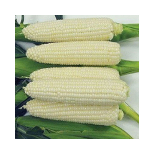 ข้าวโพดขาว GMO จำนวนมากสำหรับอาหารสัตว์และการแปรรูปอาหารอุตสาหกรรม - Product Image 4