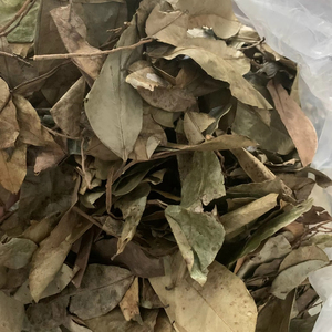 Exportación de Hojas Secas de Guanábana (Graviola) de Vietnam, Ingrediente Vegetal Natural para la Elaboración de Bebidas, Suministro a Granel - Product Image 1