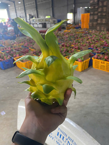 Dragon fruit jaune ODM <span class=keywords><strong>de</strong></span> haute qualité, norme d'exportation courante, frais, 100% naturel, OEM - Product Image 1