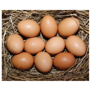 ไข่ไก่สีน้ำตาลราคาโรงงาน ขายส่งจำนวนมาก ผลิตจากฟาร์มทุกวันอย่างต่อเนื่อง - Product Image 1