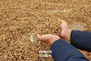 High Quality Vietnamese Arabica <b>Roasted</b> <b>Coffee</b> <b>Beans</b> Neutral Taste Competitive Price Private Label Availability Packaged Bag - Product Image 4