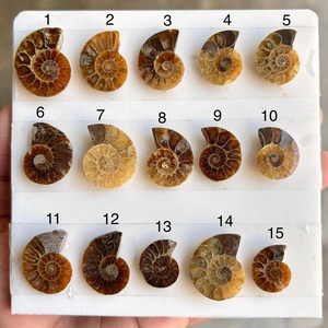 Fósiles de Amonites en Rodajas, Piedras Preciosas Sueltas, Concha Natural en Forma de Espiral - Product Image 2