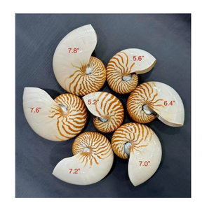 เปลือกหอยแบบมีช่องลายเกลียวธรรมชาติ ขนาด 5.2-7.8 นิ้ว สำหรับตกแต่งบ้าน งานศิลปะหัตถกรรม - Product Image 1