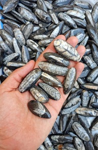Mayorista, Fabricante y Proveedor de Lotes de Gemas Sueltas de Orthoceras Cabochon, Auténtico Cefalopodo Marroquí, Calidad Comercial, kg - Product Image 2