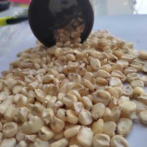 Granos de maíz blanco híbrido para alimentación de aves y animales, No. 1, de la India, bajo precio garantizado, alta calidad - Product Image 3