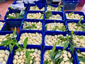 สินค้าขายดี |   มะม่วงแช่แข็ง IQF แบบทั้งลูกในน้ำเชื่อม บรรจุภัณฑ์ขนาดใหญ่สำหรับการแปรรูปเครื่องดื่ม ไอศกรีม เบเกอรี่ ขายส่ง - Product Image 4