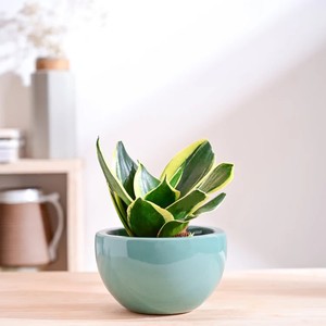 Maceta de Cerámica Esmaltada a Rayas con Bandeja de Drenaje, Acabado Duradero, Elegante Decoración para Interiores, Hogar y Jardín - Product Image 4