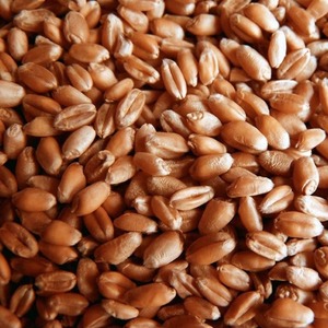 Grains de blé entier prêts à l'exportation, qualité récolte fraîche et emballage conçu pour les marchés internationaux d'importation de denrées alimentaires en vrac - Product Image 4