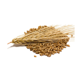 Bulk Sale Of High quality <b>Barley</b> Grains for animal feed <b>barley</b> Grains - Product Image 6