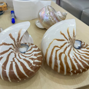 Concha de Nautilus con cámaras, Concha Marina Natural, Proveedor Mayorista a Granel para Decoración del Hogar, Coleccionables y Decoración Oceánica - Product Image 1