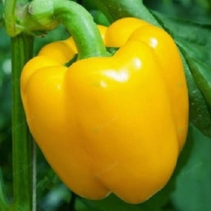 Pimiento Amarillo Crudo Premium, Vegetal Recogido a Mano con Frescura Consistente y Delicioso Sabor Natural - Product Image 1