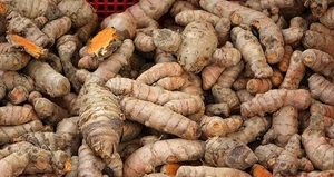 Huile essentielle de curcuma vietnamienne de qualité supérieure, 100% pure et naturelle, huile d'aromathérapie, fournisseur en gros - Product Image 3