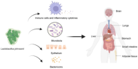 Probiotiques Lactobacillus Johnsonii en poudre blanche de la marque IGC, 5 à 100 milliards d'UFC/g, origine Maharashtra